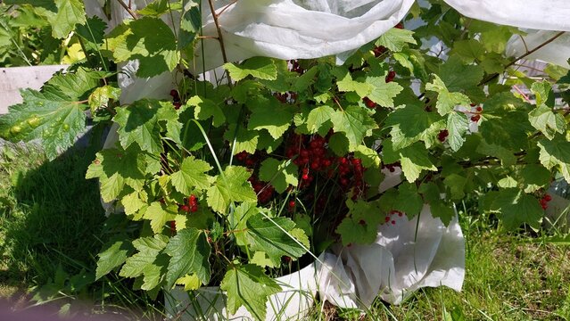 Red currant bush wrapped in white netting to protect fruit from birds