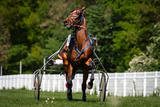 Single harness racing horse galloping on grassy track, driver in bright outfit steering sulky, real authentic equestrian sports moment surrounded by green trees.