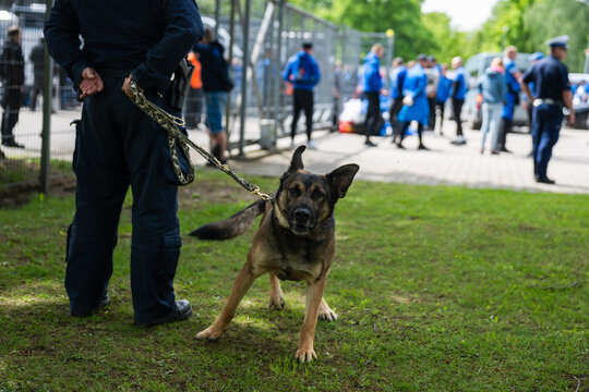 A German Shepherd police dog on a leash standing on the grass with a security officer during a public event or demonstration.
