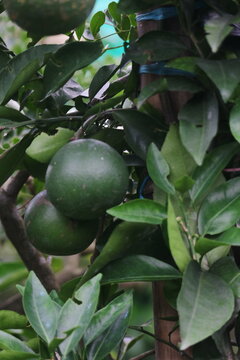 Unripe green oranges hanging on branch in fruit orchard with agriculture cultivation vitamins gardening ripening