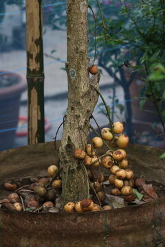 Close up of baccaurea ramiflora trunk featuring heavy clusters of hanging burmese grape fruit baccaurea ramiflora tropical
