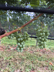 Grape Clusters Ripening on a Vine Covered by Bird Netting in a Swiss Vineyard © SamiraSwissSpirit