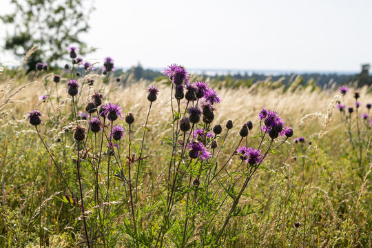 Blooming purple greater knapweed wildflowers on wild meadow of Oland island Sweden