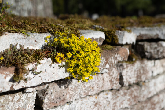 Yellow biting stonecrop sedum growing on limestone wall in Thorslunda Oland Sweden