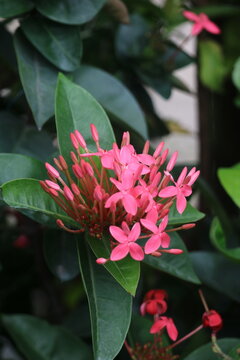 Cluster of pink tropical ixora flowers blooming with green leaves tropical botanical ornamental landscape