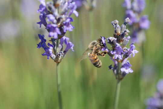 A close-up of a bee searching for pollen on lavender.