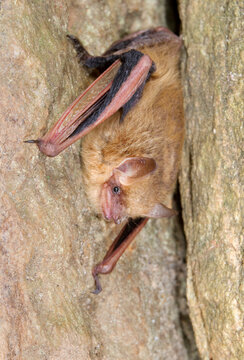 Tricolored bat (Perimyotis subflavus) in rock crevice, Georgia, USA.