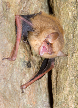 Tricolored bat (Perimyotis subflavus) in rock crevice, with open mouth, Georgia, USA.