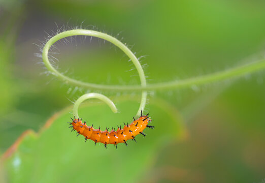 A young Caterpillar of Gulf fritillary or passion butterfly (Dione [Agraulis] vanilla) on tendril of scarletfruit passionflower vine, Galveston, Texas, USA