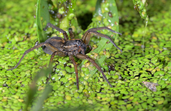 Wetland Giant Wolf Spider (Tigrosa helluo) female hunting at night on duckweed on lake surface, Galveston, Texas, USA.