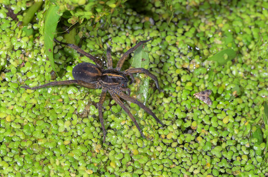 Wetland Giant Wolf Spider (Tigrosa helluo) female hunting at night on the duckweed cover on lake surface, Galveston, Texas, USA.