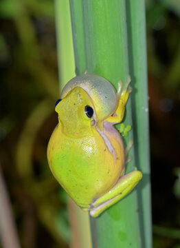 American green tree frog (Dryophytes cinereus or Hyla cinerea) singing at night, Galveston, Texas, USA.