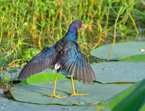 Purple gallinule (Porphyrio martinicus) in "heart posture", a submissive display, standing on a lotus leaf on lake surface, Fort Bend County, Texas, USA.
