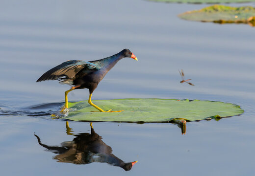 Purple gallinule (Porphyrio martinicus) walking on lotus leaf floating on lake surface, Fort Bend County, Texas, USA.