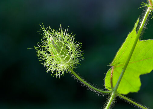 Flower bud of the scarletfruit passionflower (Passiflora foetida var. Lanuginosa) covered by bracts, Galveston, Texas