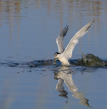 Sandwich tern (Thalasseus sandvicensis) at the moment of catching fish, Galveston, Texas, USA.