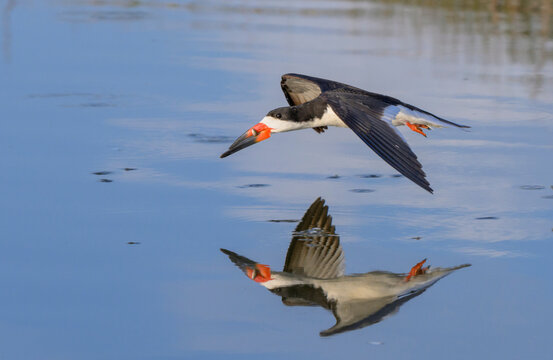 black skimmer (Rynchops niger) with a just caught little fish while hunting in tidal lagoon, Galveston, Texas, USA.