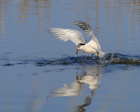 Sandwich tern (Thalasseus sandvicensis) at the moment of catching fish, Galveston, Texas, USA.