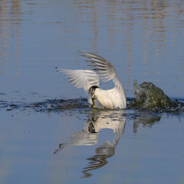 Sandwich tern (Thalasseus sandvicensis) at the moment of catching fish, Galveston, Texas, USA.
