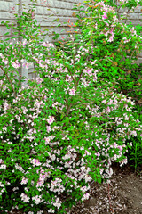kwitnący krzew wiosenny, kwitnąca kolkwicja chińska (Kolkwitzia amabilis), pink kolkwitzia bells,  © kateej