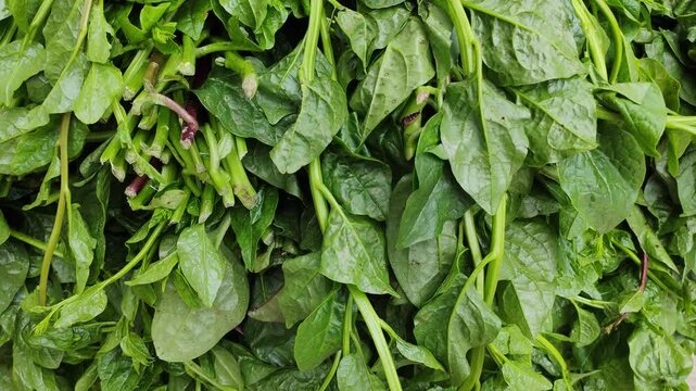 Fresh green Malabar spinach leaves pile also known as pui shak displayed tightly together at a traditional outdoor local market