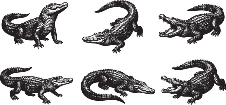 A set of crocodiles. Hand drawn vector illustration	