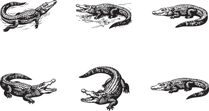 A set of crocodiles. Hand drawn vector illustration	