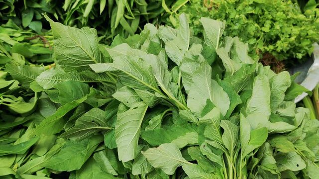 Close up view of fresh green amaranth leaves bundle also known as data shak or shobuj shak displayed at a traditional local market
