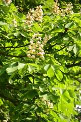 kwitnący kasztanowiec, kasztanowiec pospolity, kasztanowiec zwyczajny, kasztanowiec biały, (Aesculus hippocastanum), blooming horse chestnut, flowers are white with a yellow to pink blotch at the base © kateej