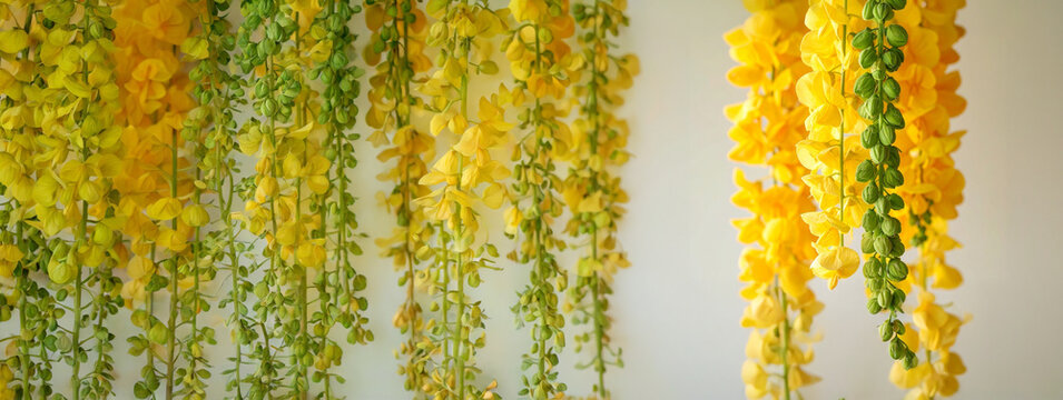 Cassia fistula hanging flowers isolated on white background. Springtime floral wall decoration, nature botanical texture, vertical yellow blooms, organic plant pattern, high resolution macro capture.