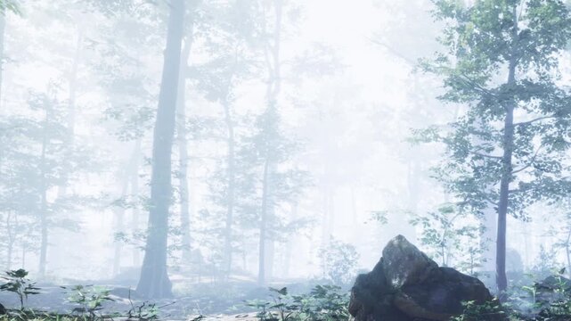 A dense fog surrounds tall trees in a forest setting. The visibility is low, and the ground is covered with plants. It is early morning and light filters through the fog.