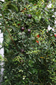 Close-up of ripe karonda fruits hanging on green shrub branches with plant life greenery ripening agriculture seasonal