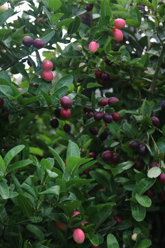 Abundant ripe and unripe karonda berries on leafy shrub with greenery ripening agriculture colorful seasonal abundance