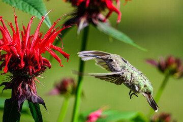 Obraz premium Anna's Hummingbird Calypte anna hovering in red bee balm flower Monarda didyma with wings forward