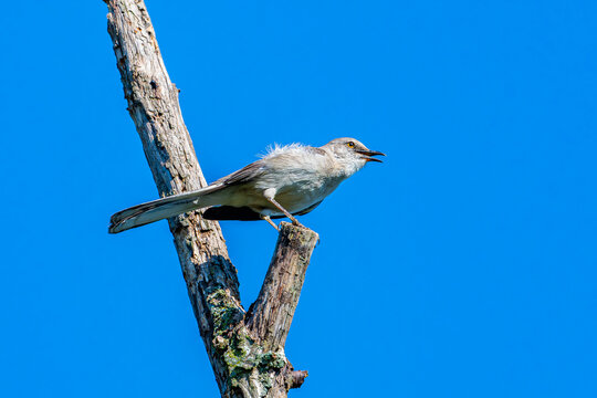 Squawking mockingbird