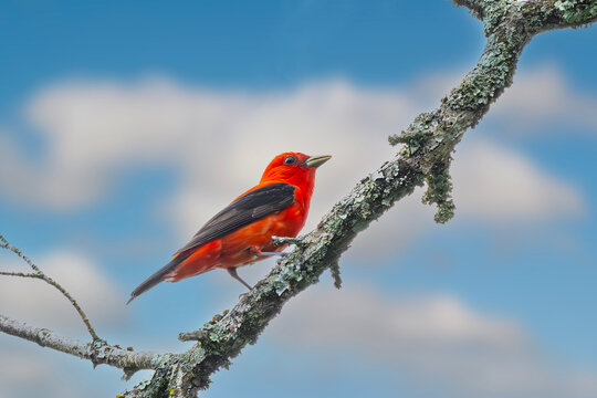 Scarlett tanager climbing branch