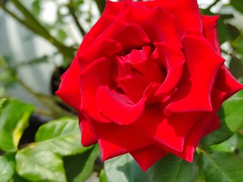 Primer plano de una elegante rosa de color rojo floreciendo sobre el jard&iacute;n.Close-up of an elegant red rose blooming in a lush green garden.(7)