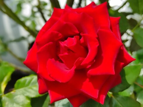Primer plano de una elegante rosa de color rojo floreciendo sobre el jard&iacute;n.Close-up of an elegant red rose blooming in a lush green garden.(8)