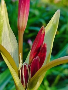 Closeup of a red flower blooming happily in the garden.Primer plano de una flor de color rojo que florece felizmente en el jard&iacute;n.45