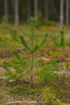 Young Scots pine Pinus sylvestris sapling growing in a regenerating boreal forest clearing.
