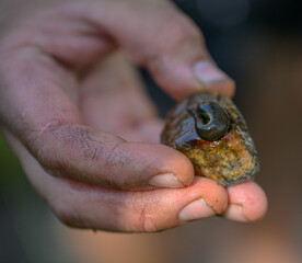 Freshwater snail Radix balthica on small rock during nature exploration. © Trygve
