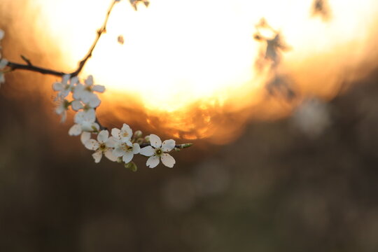 fiori di prugnolo in marzo al tramonto