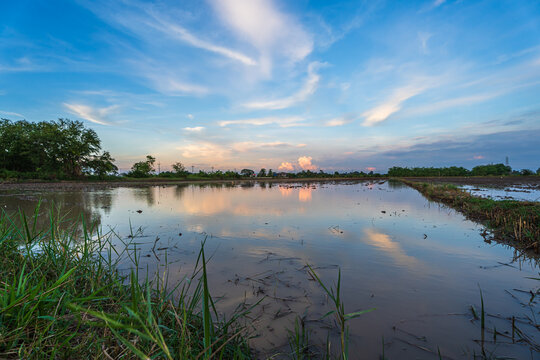 Scenic view landscape of grass flower field green grass with field cornfield or in Asia country agriculture harvest with fluffy clouds blue sky sunset evening background.