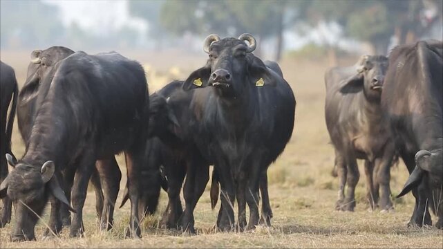 A group of domestic Asian water buffaloes grazing together in an open field in Kamrup district Assam India 4K footage