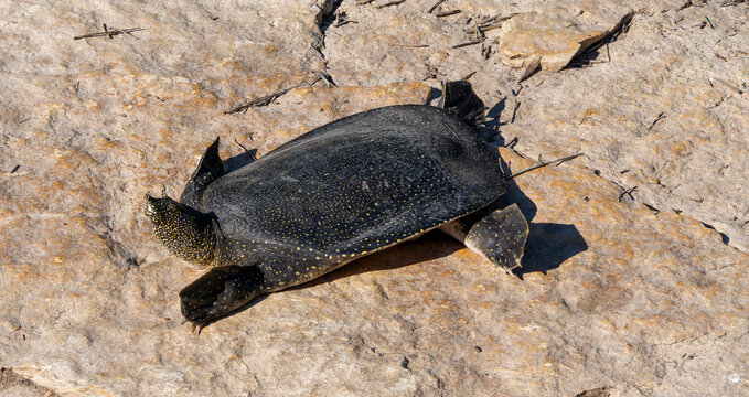 African Softshell Turtle at Nahal Alexander, Israel