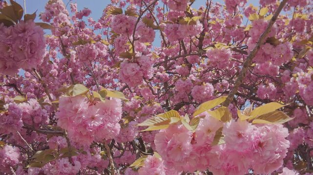 Moving back between of cherry blossom branches cowered rose-colored flowers on blue sky background. Pink, double flowers of Japanese cherry tree, Prunus serrulata Kanzan are in full bloom