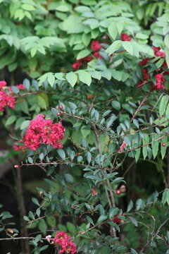 Red crepe myrtle flowers blooming in a lush garden with botanical landscape colorful shrubbery