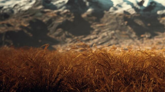 Tall grass covers a field with a backdrop of mountains under bright daylight. The landscape shows a blend of yellow and brown hues set against rocky peaks.