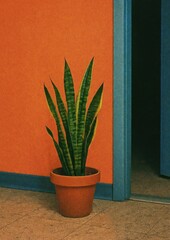 Obraz premium Vibrant plant against colorful wall.