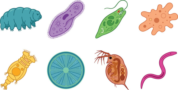 Microscopic Organisms Microbes and Water Microorganisms Vector Illustration Set Featuring Tardigrade Paramecium Euglena Amoeba Rotifer Diatom Daphnia Nematode